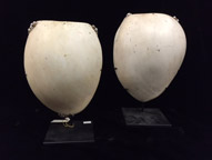 Baylor shells